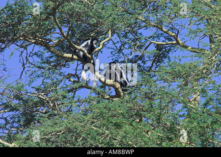 Mantled guereza Affe in einem Baum. Die mantelbrüllaffen guereza (Colobus guereza) ist eine schwarz-weiße Stummelaffen native zu viel von West Zentral- und Ostafrika, ich Stockfoto