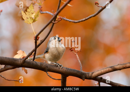 Tufted Meise thront auf Zweig Herbst Stockfoto