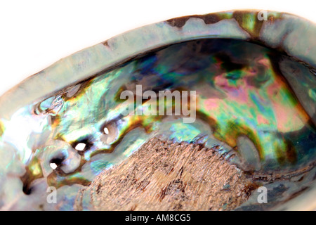 Paua Muschel, abalone Stockfoto