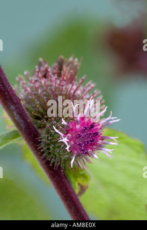 geringerem Klette Arctium minus in Blüte Stockfoto