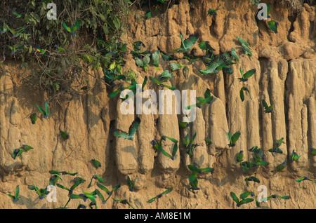 Mehlig Papageien Amazona Farinosa an Salz Lehm lecken Manu Peru Stockfoto