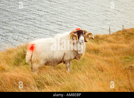 Scottish Blackface RAM in North Harris, Outer Hebrides, Western Isles, Scotland, Vereinigtes Königreich Stockfoto