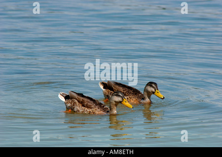 Ein paar der weiblichen Stockente Ducks(Anas platyrhynchos). Auf Carsington Süßwasserreservoirs In Derbyshire, England. Stockfoto