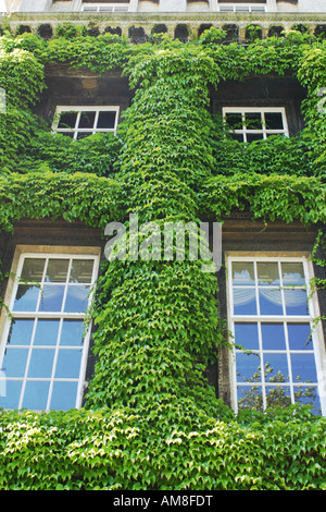 Efeu bedeckt Haus in Dublin, Irland Stockfoto