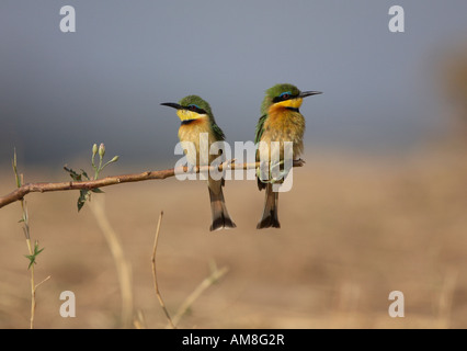 Kleine Bienenfresser (Merops percivali) thront auf einem Ast auf der Suche nach fliegenden Insekten zu jagen Stockfoto