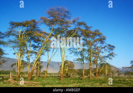 Gelb, bellte Akazien im Ngorongoro-Krater Stockfoto