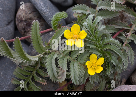 Silverweed Potentilla heisses in Blüte Stockfoto