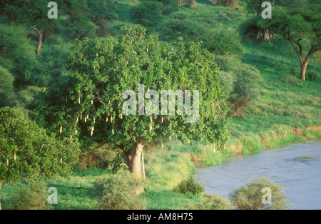 Wurst Wurst Baum neben einem Fluss hängen Stockfoto