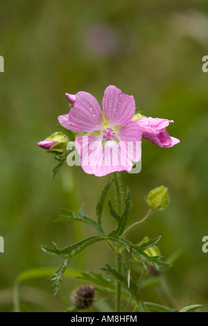 Moschusmalve Malva Moschata in Blüte Stockfoto