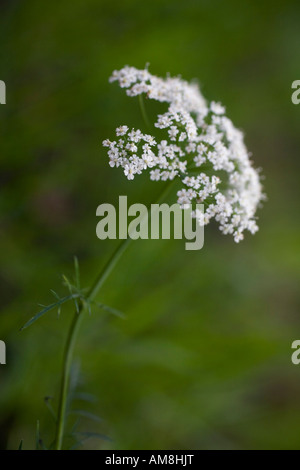 Pignut Conopodium Majus in Blüte Stockfoto