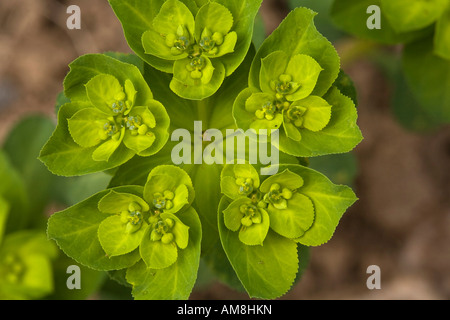 Sonne Wolfsmilch Euphorbia Helioscopia in Blüte Stockfoto