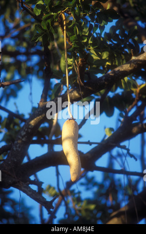 Wurst Wurst Baum hängen Stockfoto