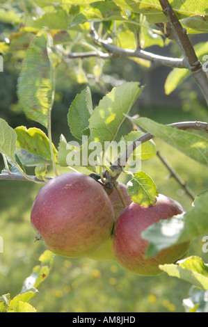 Haufen von Äpfeln auf Zweig der Apfelbaum mit grünen Blättern und Sonnenschein hinter Stockfoto