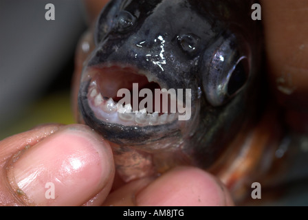 Weiße Piranha Fisch Serrasalmus Rhombeus Nauapa Fluss Iquitos Peru Stockfoto