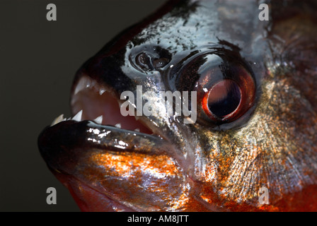 Roter Piranha Fisch Serrasalmus Nattereri Nauapa Fluss Iquitos Peru Stockfoto