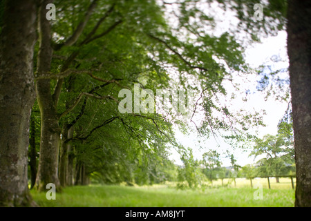 Buche-Allee-Eingang zum Drummond Castle Gardens, Perthshire, Schottland, UK Stockfoto