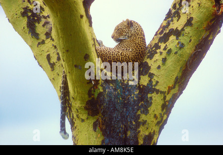 Leoparden ruht in der Armbeuge einen gelben bellte Akazie Stockfoto