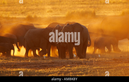 Herde von afrikanischen Elefanten (Loxodonta Africana) Stockfoto