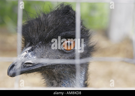 Strauß, spähen durch Drahtzaun Stockfoto