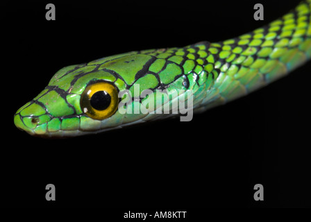 Schwarz gehäutet Papagei Schlange oder Green Parrot Schlange Leptophis Ahaetulla Nigromarginatus Iquitos Peru Stockfoto