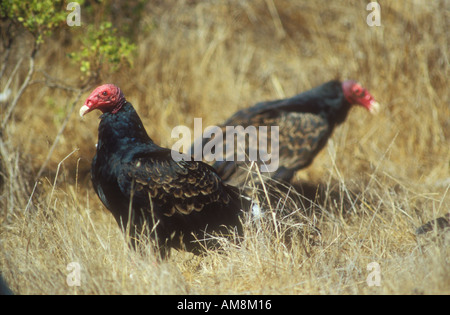 Türkei-Geier auf Boden ernähren sich von AAS Stockfoto