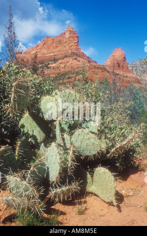 Roten Felsen von Sedona mit Kaktusfeige im Vordergrund Stockfoto