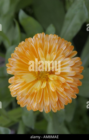 Chrysantheme Stockfoto