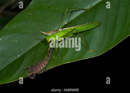 Conehead Grashuepfer Copiphora SP. Manu Peru Stockfoto