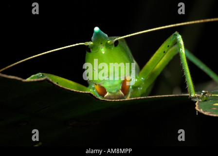 Conehead Grashuepfer Copiphora SP. Manu Peru Stockfoto