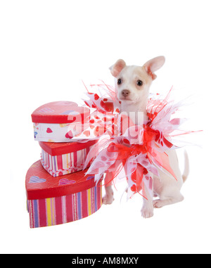 Süße Valentinstag-Chihuahua-Welpe mit Herzform Geschenkbox isoliert auf weißem Hintergrund Stockfoto
