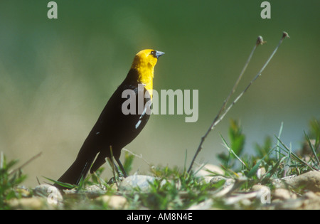 Männliche gelbe Leitung Blackbird Stockfoto