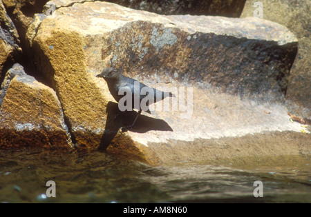 American Dipper auf Felsen nahe Fluss Stockfoto