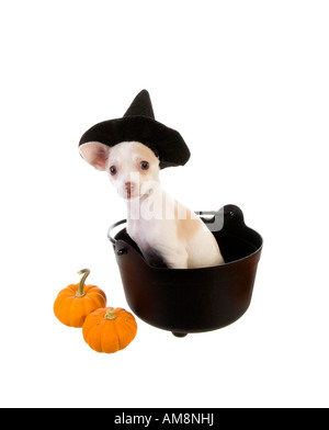 Cute Halloween Chihuahua Welpen tragen Hexe Hut sitzen im schwarzen Topf mit Kürbissen, isoliert auf weiss Stockfoto