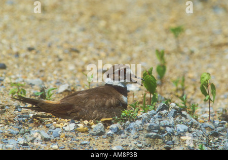 Killdeer auf Nest ausbrüten von Eiern und keuchend in der heißen Sonne Stockfoto