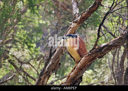 Männliche Rufous Nachtreiher (Nycticorax Caledonicus) thront auf einem leichte Baum. Auch bekannt als ein Nankeen Nachtreiher. Perth, WA Stockfoto