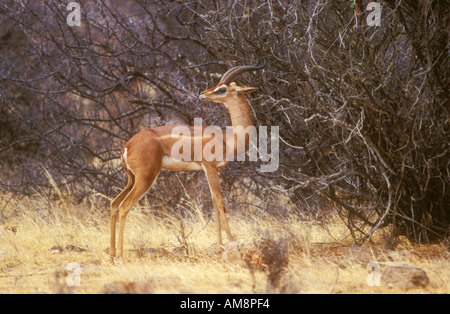 Gerenuk rückblickend über die Schulter Stockfoto