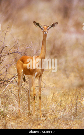 Gerenuk Blick in die Kamera Stockfoto