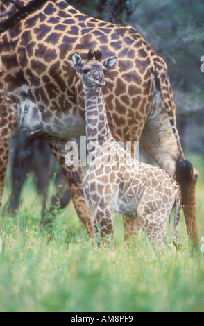 Baby-Masai-Giraffe mit Mutter hinter Stockfoto