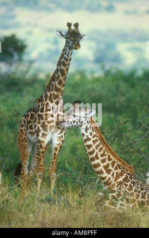 Zwei Masai-Giraffen mit einem liegend Stockfoto