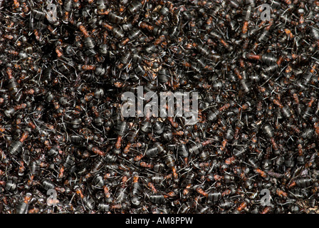 Holz-Ameisen-Formica Rufa Blean Wald Kent Stockfoto
