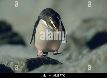 Fiordland Crested Pinguin (Eudyptes Pachyrhynchus) WILD, Munro Strand, Südinsel, Neuseeland Stockfoto