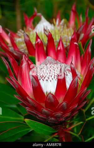 Ein König Protea Protea Cynaroides ist auch bekannt als König Sugarbush in voller Blüte im November auf Maui Hawaii USA Stockfoto