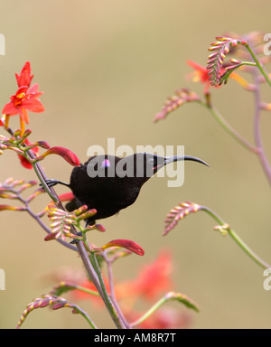 Afrikanische schwarze Sunbird oder Amethyst Sunbird (Nectarinia Amethystina) Stockfoto