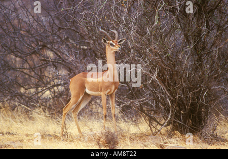 Gerenuk Fütterung im trockenen Busch Stockfoto