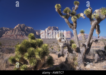 Joshua Bäume Yucca Brevifolia und Berge von Red Rocvk National Conservation Area in der Nähe von Las Vegas Nevada Stockfoto