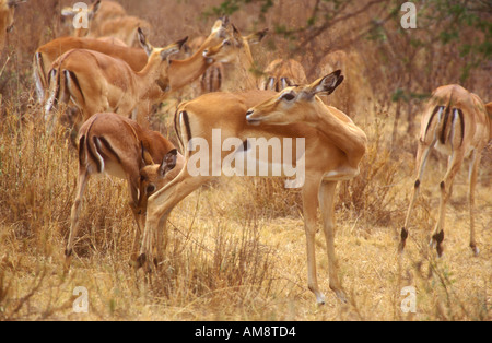 Gruppieren von Impala die gleiche Farbe wie Trockenrasen Stockfoto