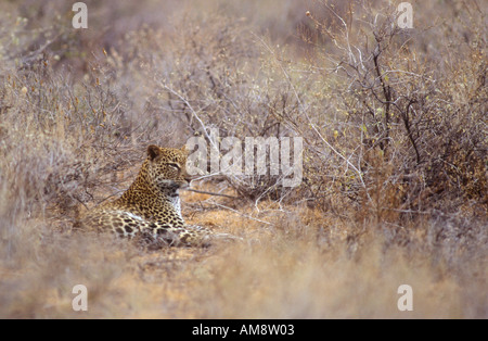 Leoparden ruht im trockenen Busch auf Boden Stockfoto