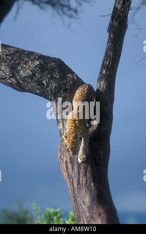 Leopard aus einer Akazie absteigend Stockfoto