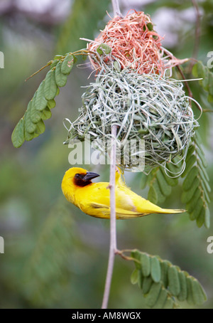 Brown-throated Webervogel unter sein Nest (Ploceus Xanthopterus) Stockfoto