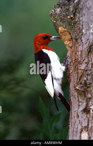 Red headed Woodpecker thront an Bruthöhle - vertikal Stockfoto